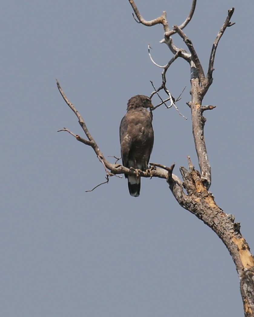 Banded Snake-Eagle - ML610003973