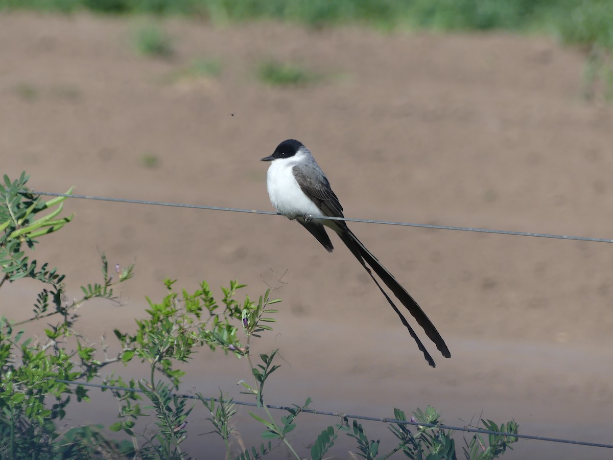 Fork-tailed Flycatcher - Fernando Vilariño