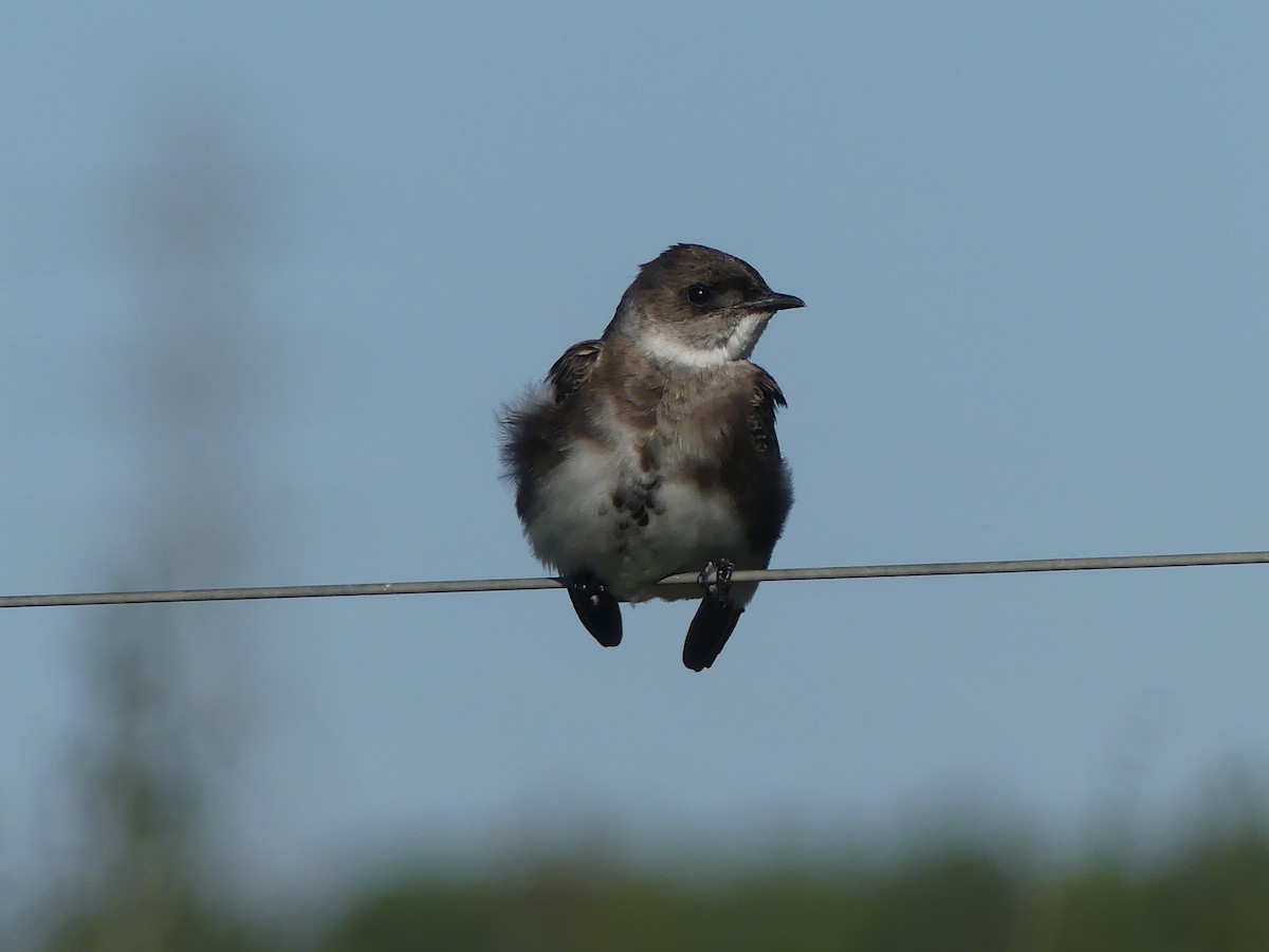 Brown-chested Martin - ML610003993