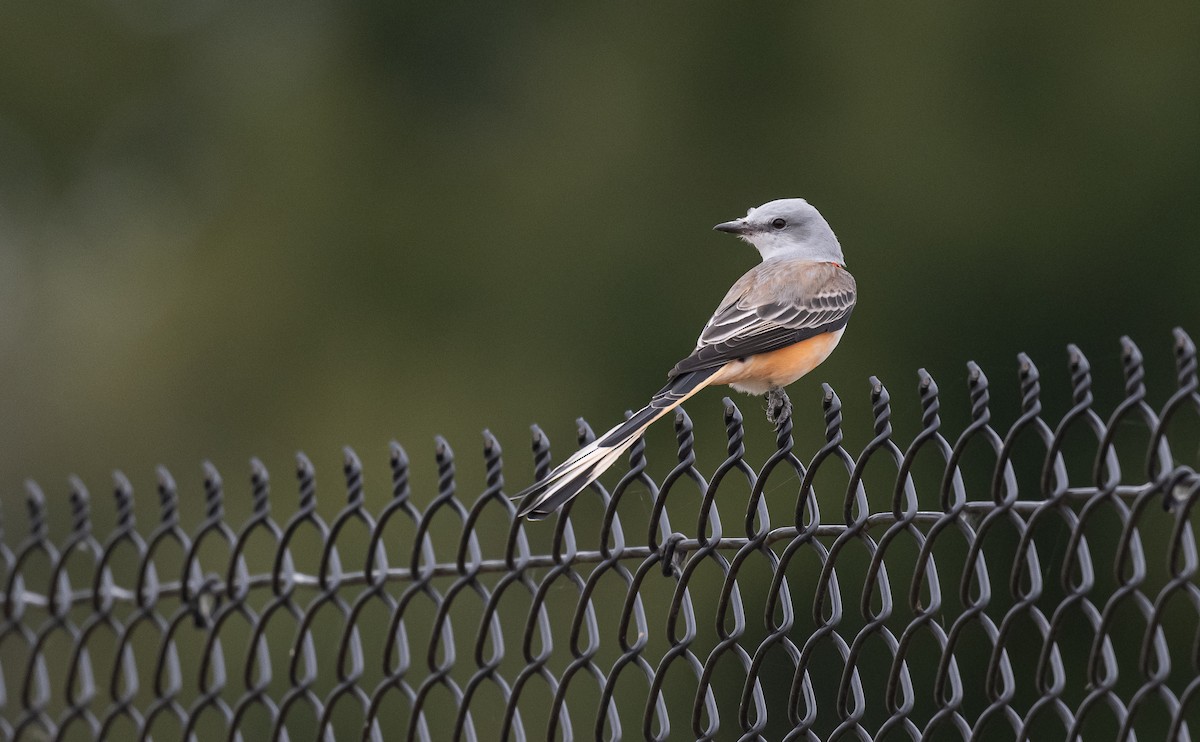 Scissor-tailed Flycatcher - ML610004135