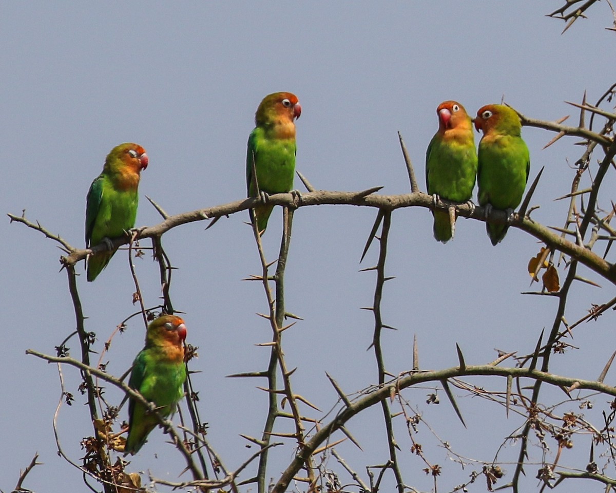 Lilian's Lovebird - David Kirschke