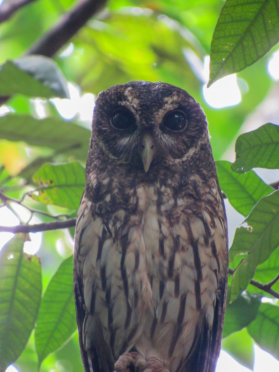 Mottled Owl - ML610004386