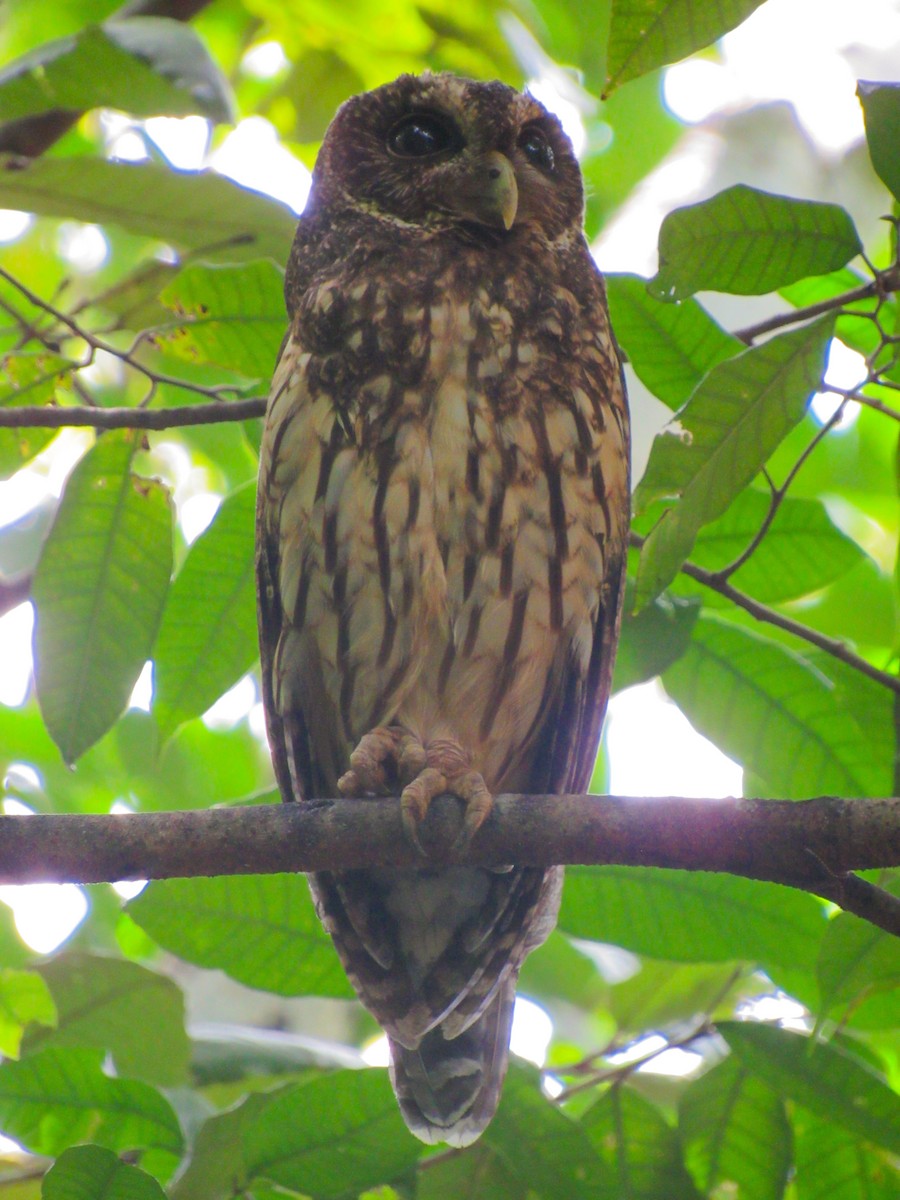 Mottled Owl - Matthew Hammond