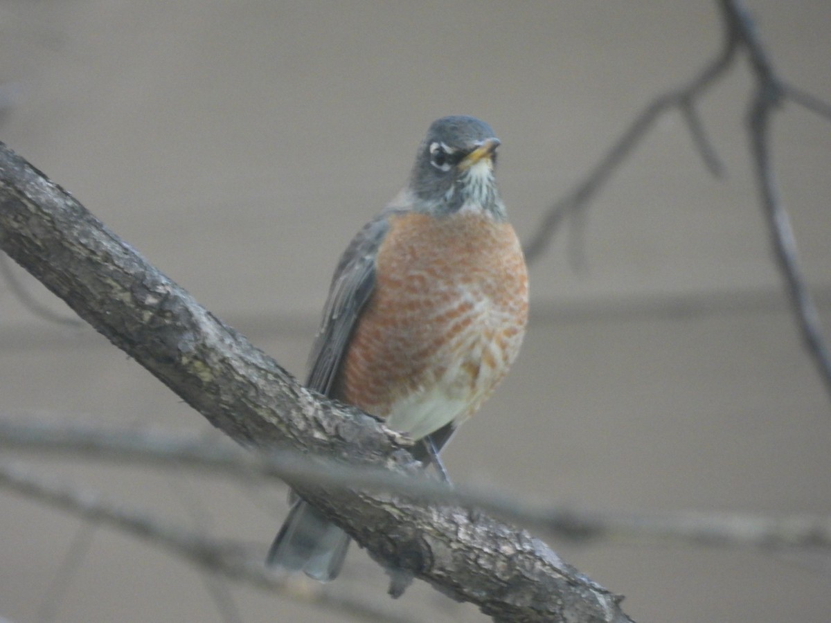 American Robin - ML610004393