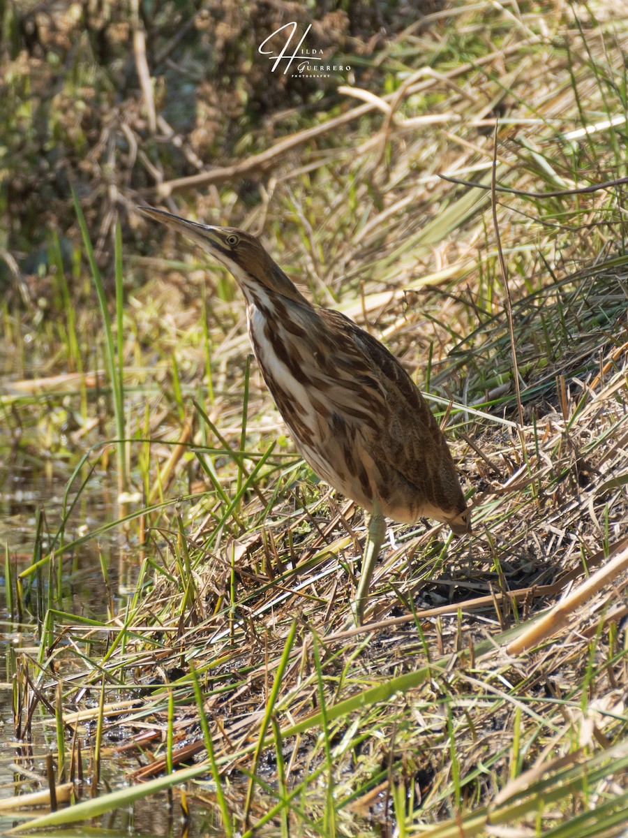 American Bittern - Hilda Guerrero