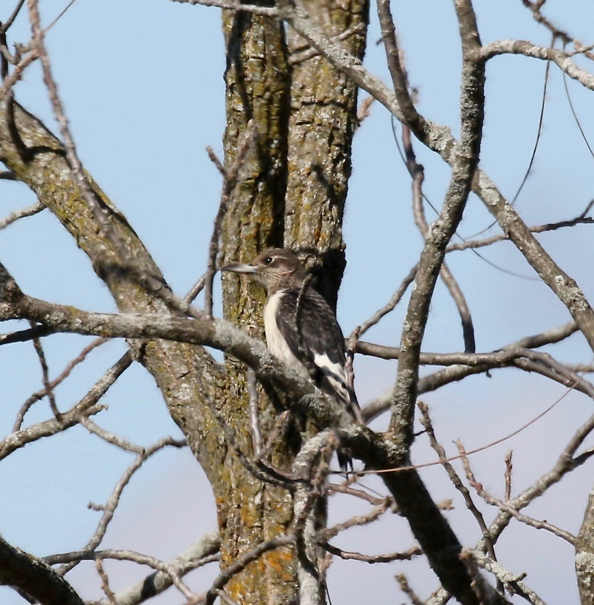 Red-headed Woodpecker - Sandy Vorpahl