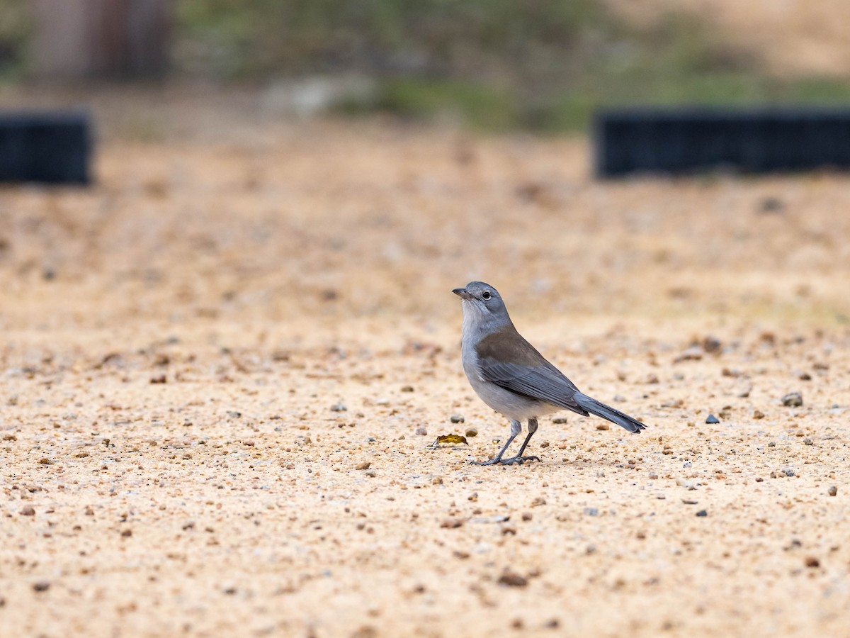 Gray Shrikethrush - ML610004523