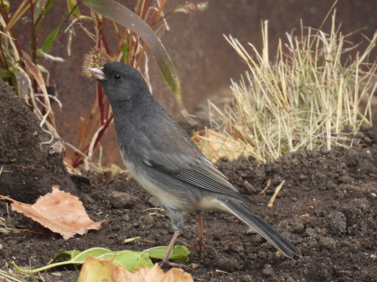 Junco ardoisé - ML610004542