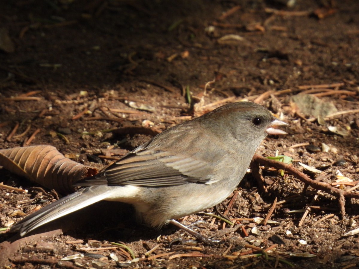 Dark-eyed Junco - ML610004543