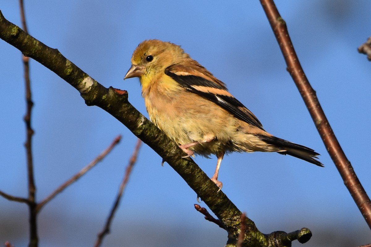 American Goldfinch - ML610004570