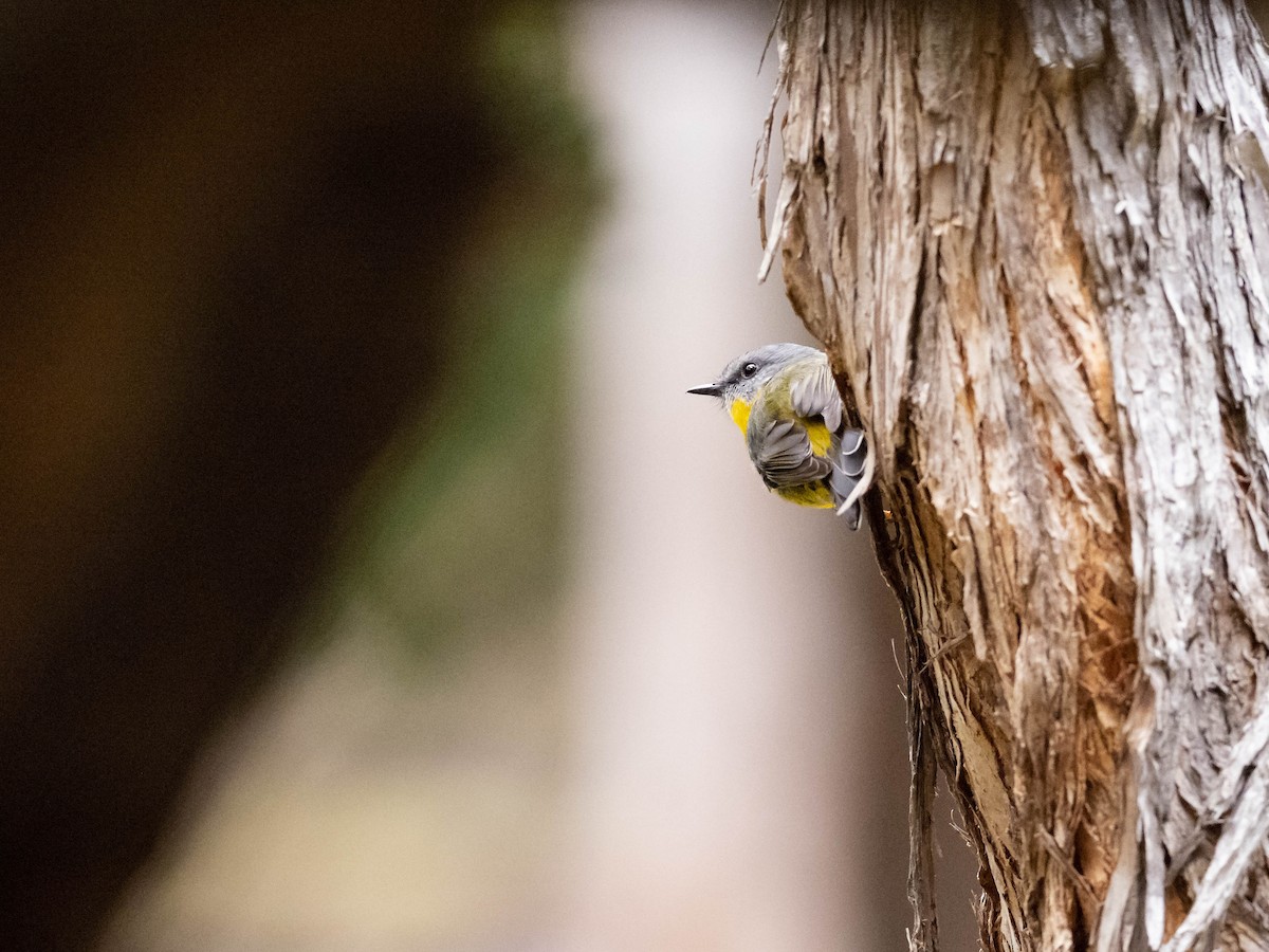 Eastern Yellow Robin - ML610004574