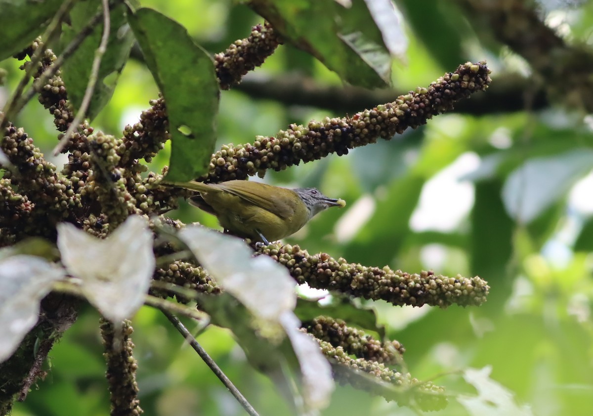 Shelley's Greenbul - ML610004596