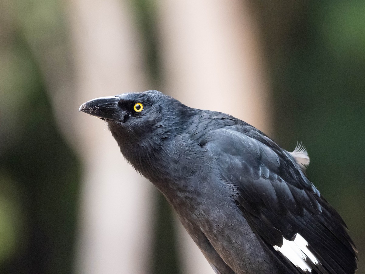 Pied Currawong - ML610004609