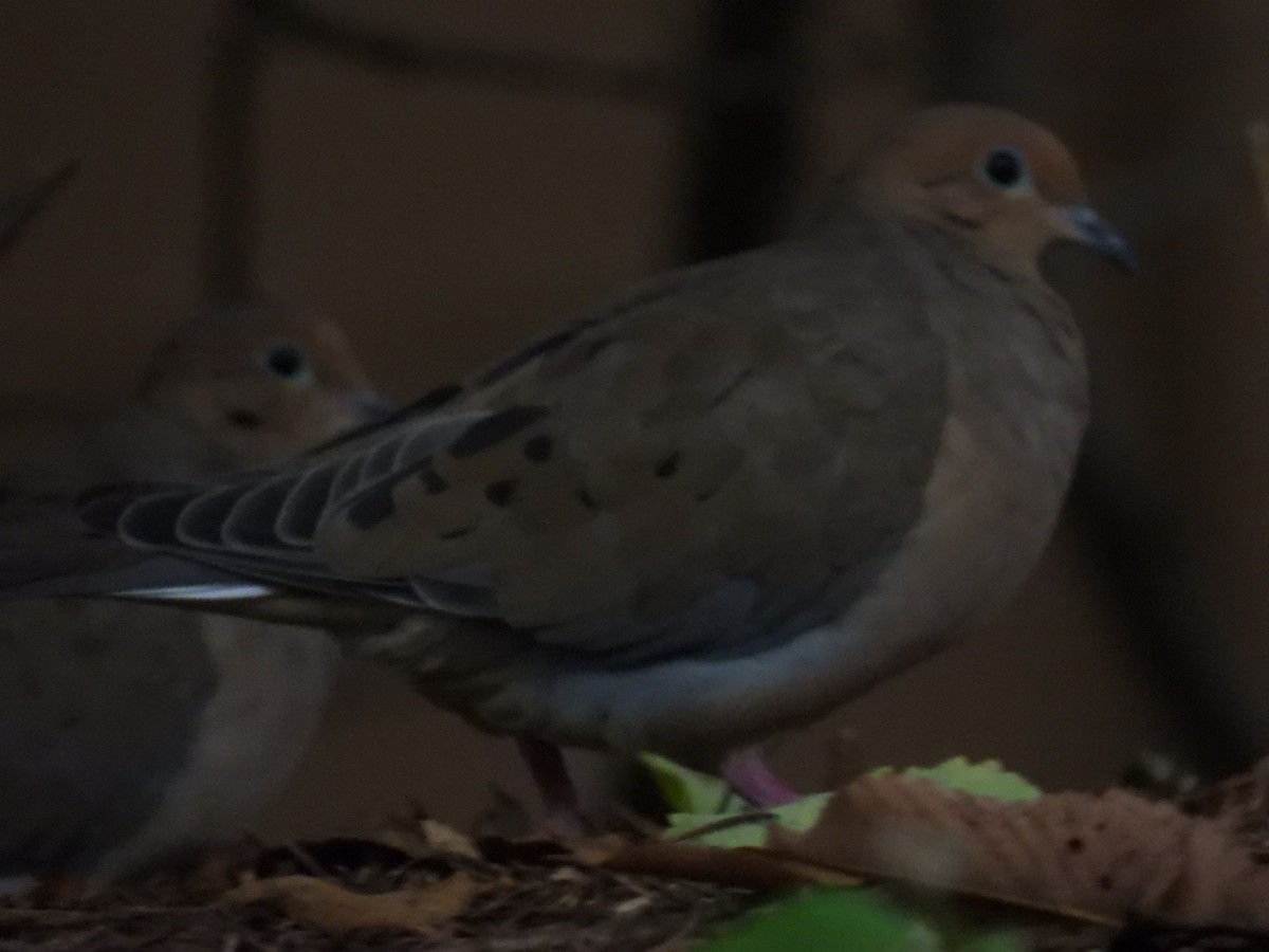 Mourning Dove - ML610004626