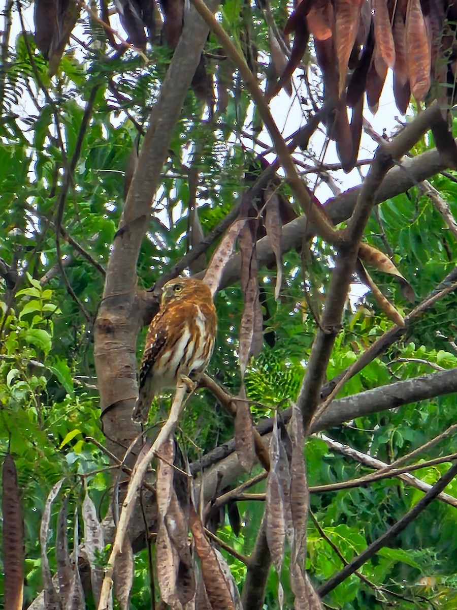 Peruvian Pygmy-Owl - ML610004653