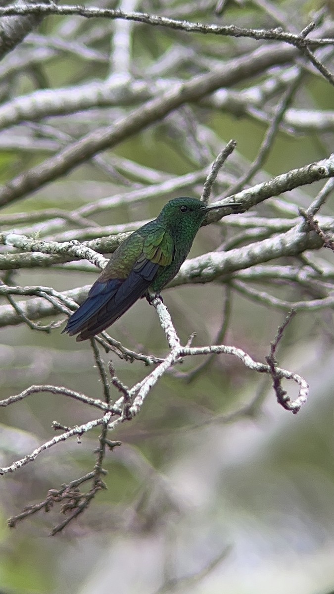 Blue-vented Hummingbird - ML610004718