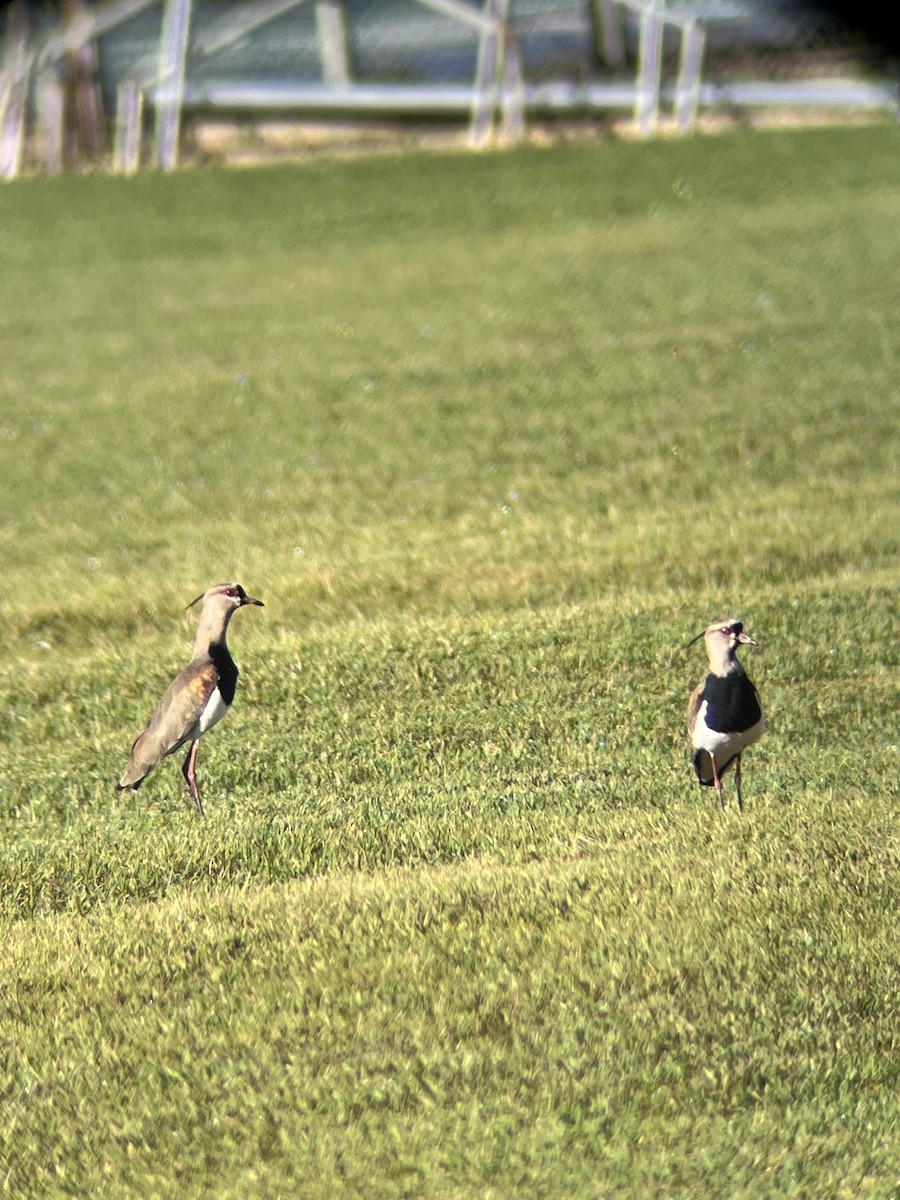 Southern Lapwing - ML610004740