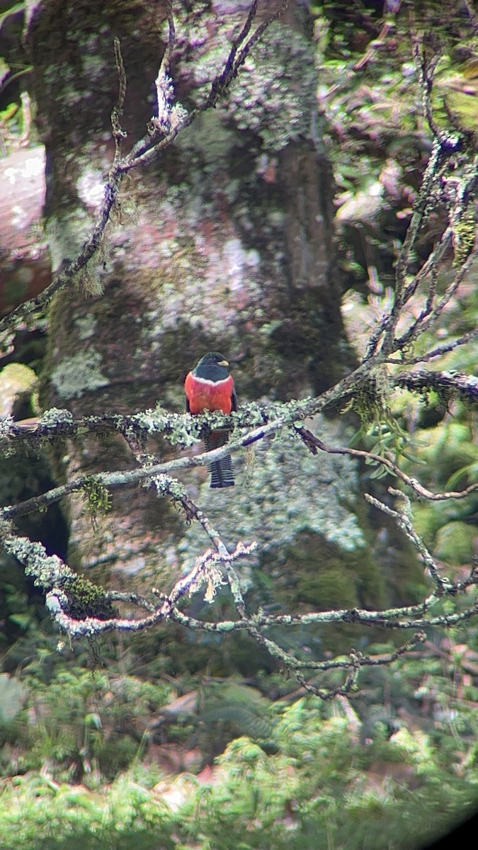 Collared Trogon - ML610004762