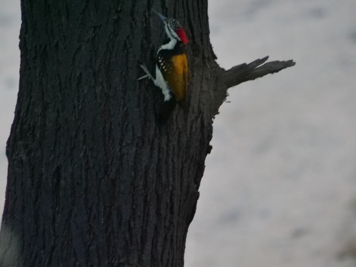 Black-rumped Flameback - ML610004797