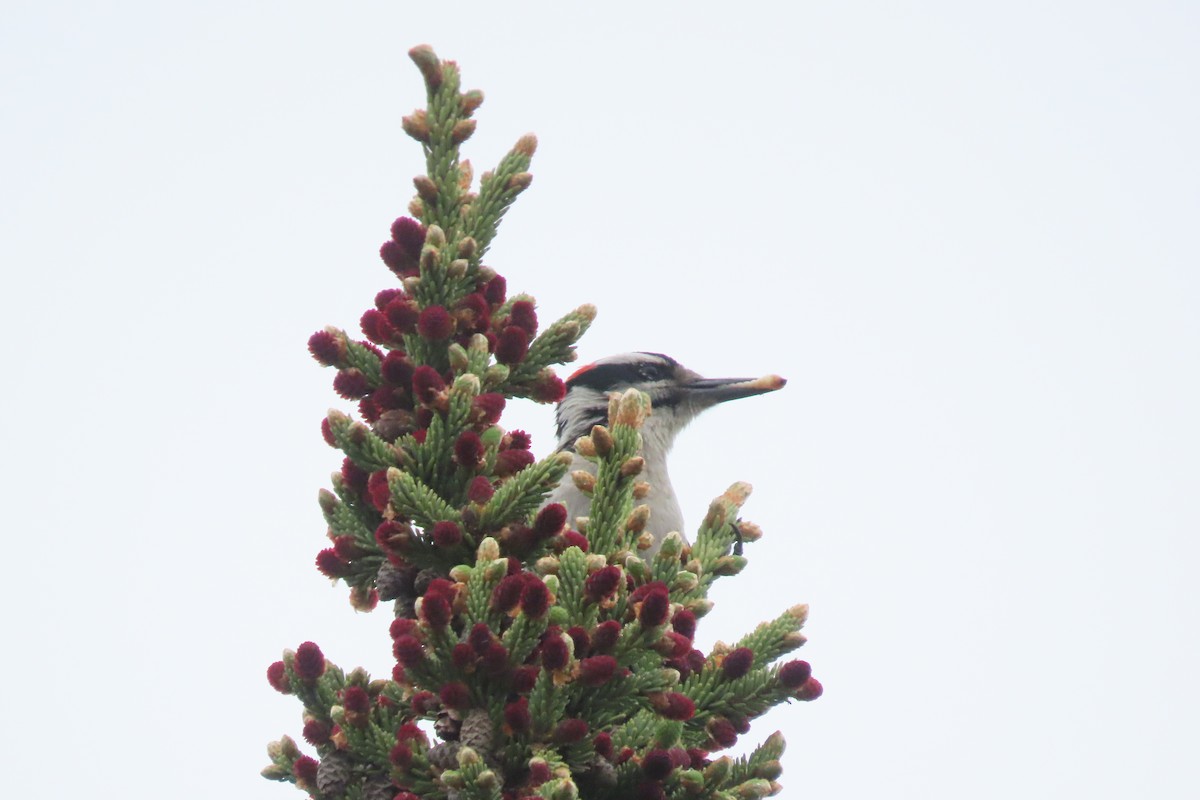 Hairy Woodpecker - ML610004810