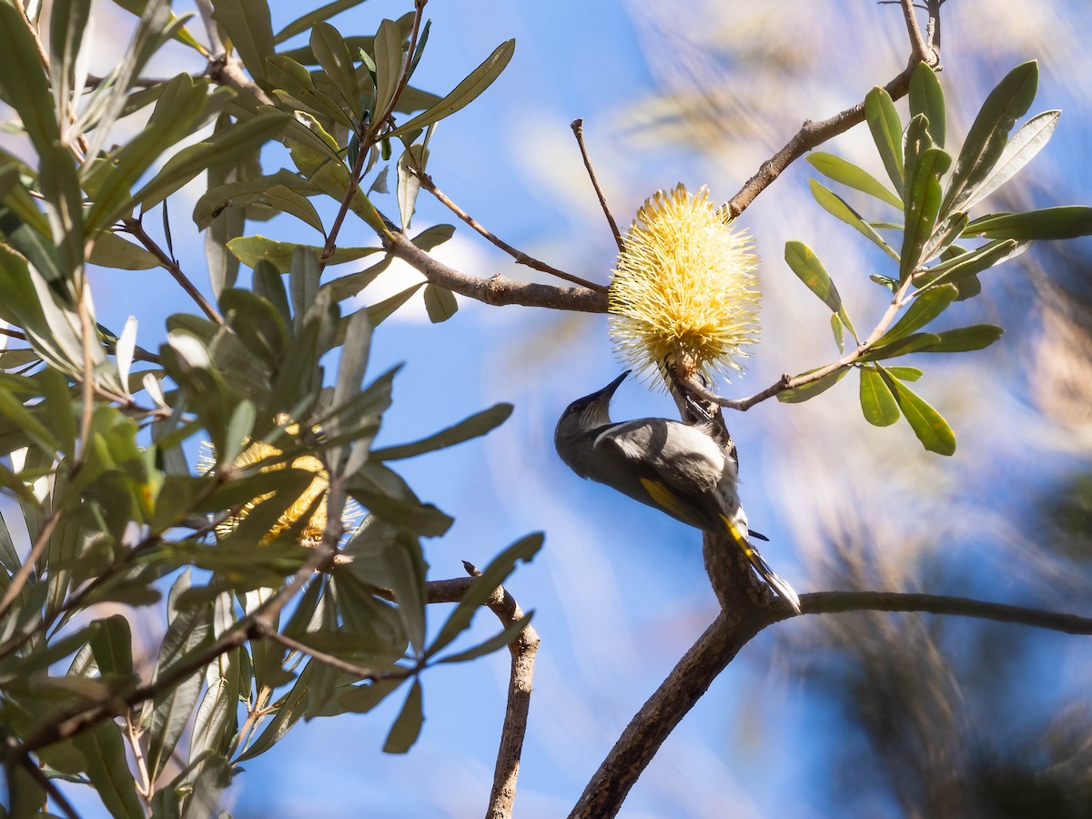 Crescent Honeyeater - ML610004823