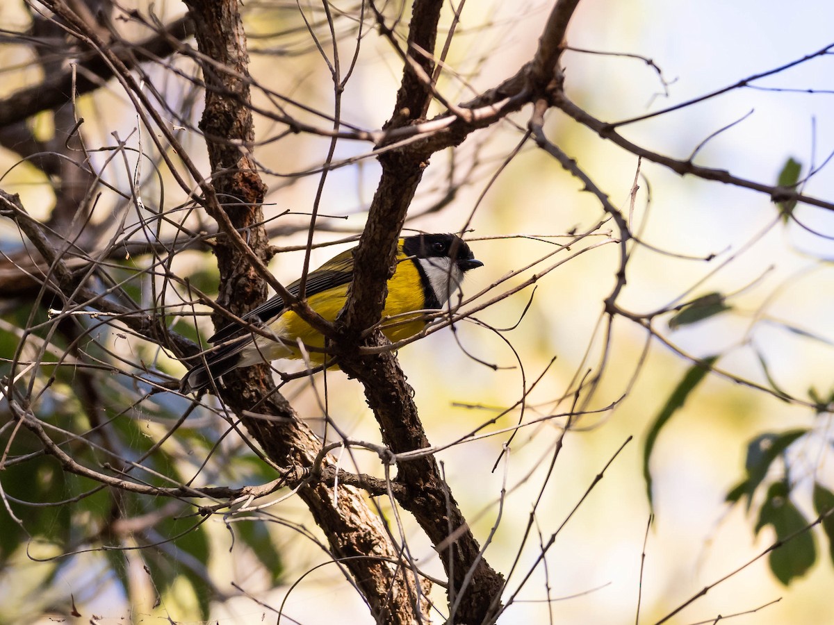 Golden Whistler - ML610004841