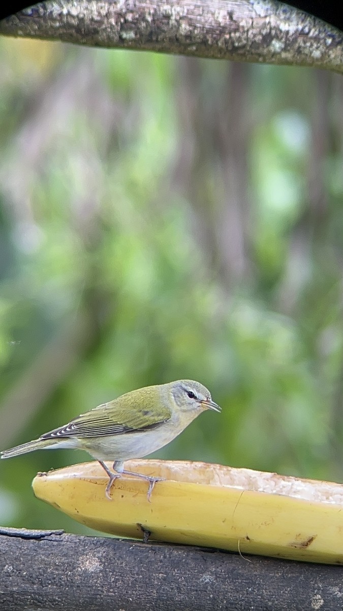Tennessee Warbler - ML610004953