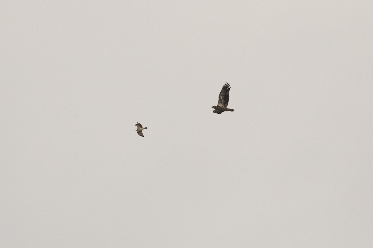 Bald Eagle - ML610004973