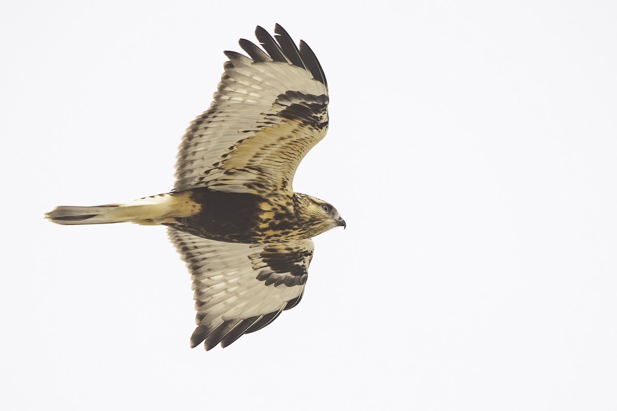 Rough-legged Hawk - ML610004982