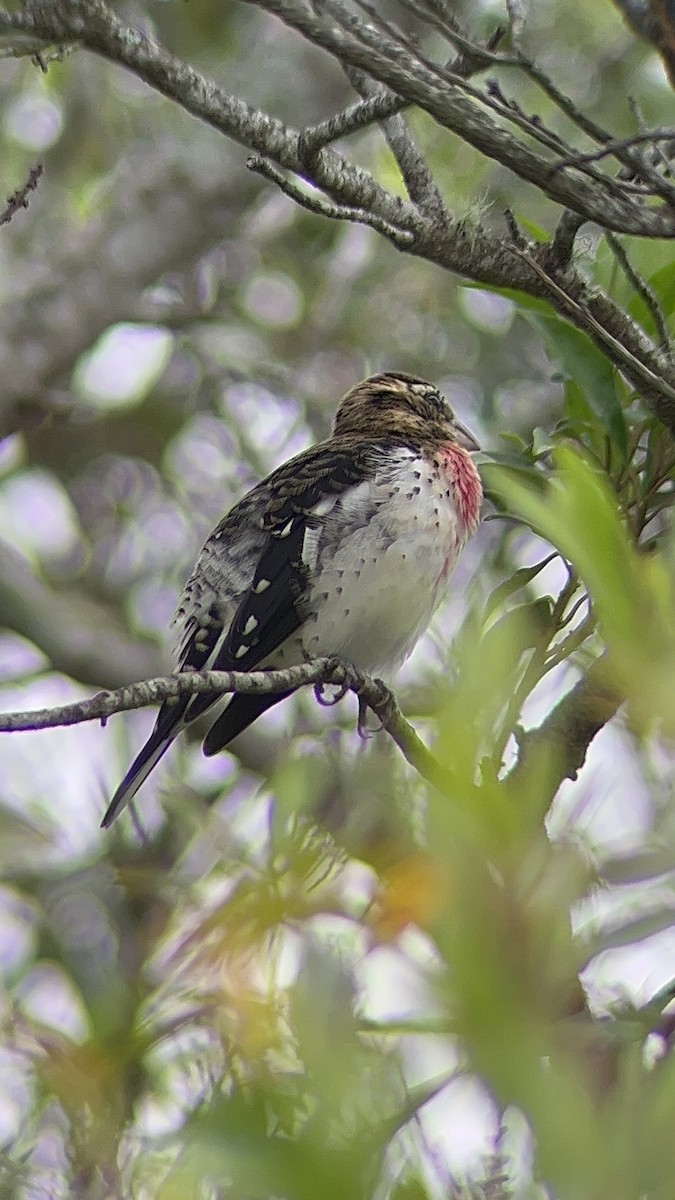 Rose-breasted Grosbeak - ML610004983