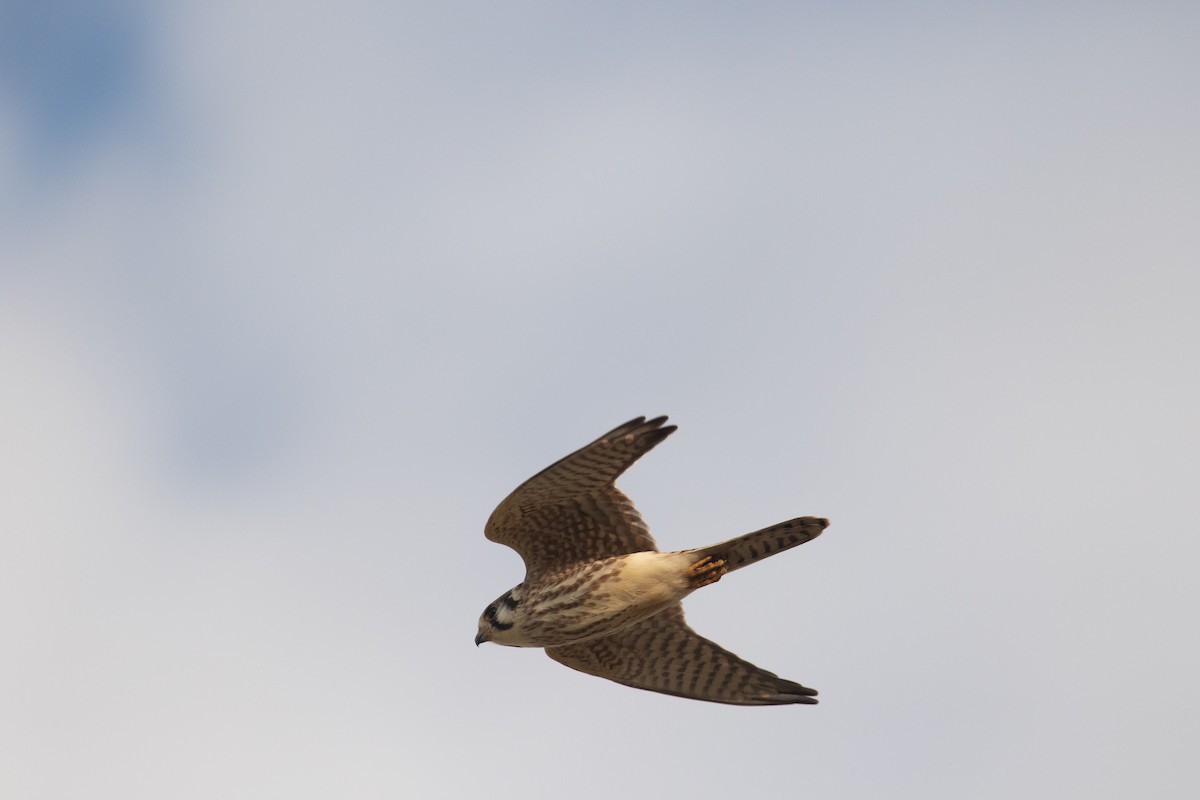 American Kestrel - ML610004988