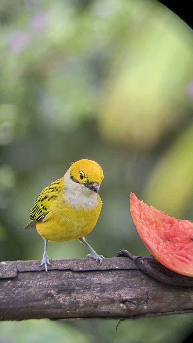 Silver-throated Tanager - ML610004995