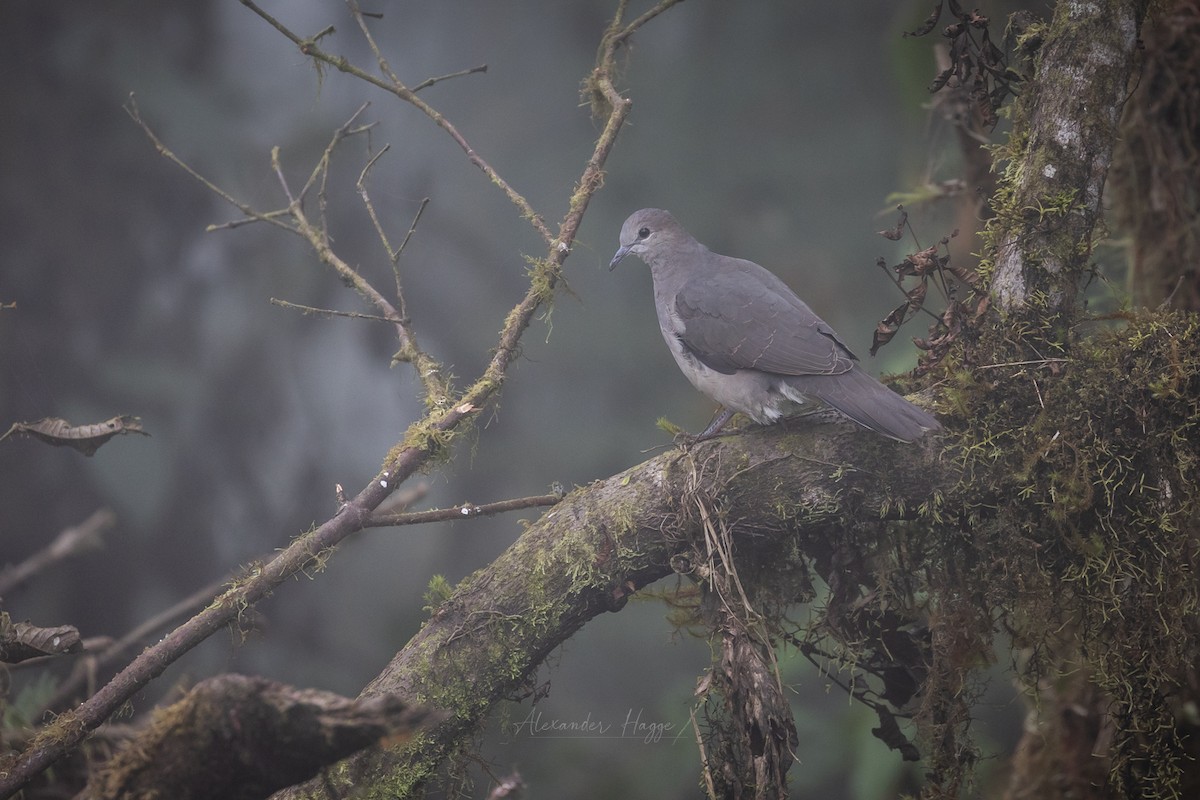 White-tipped Dove (decolor) - ML610005002