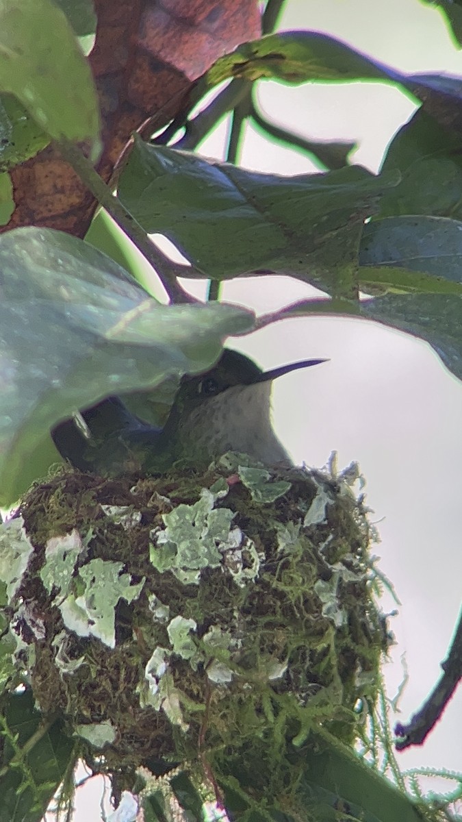 White-tailed Emerald - ML610005058