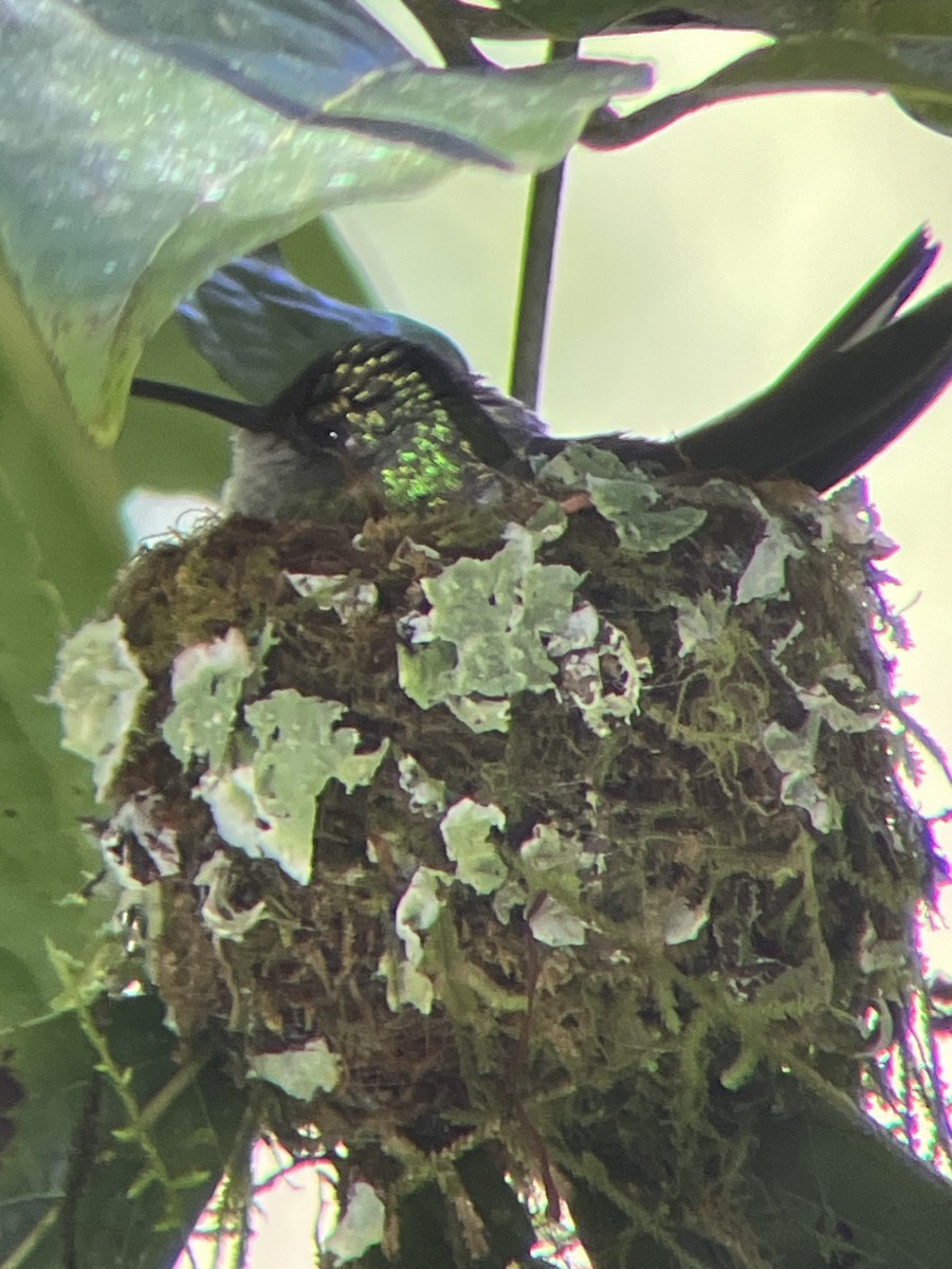 White-tailed Emerald - ML610005059