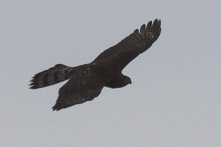 Cooper's Hawk - ML610005076