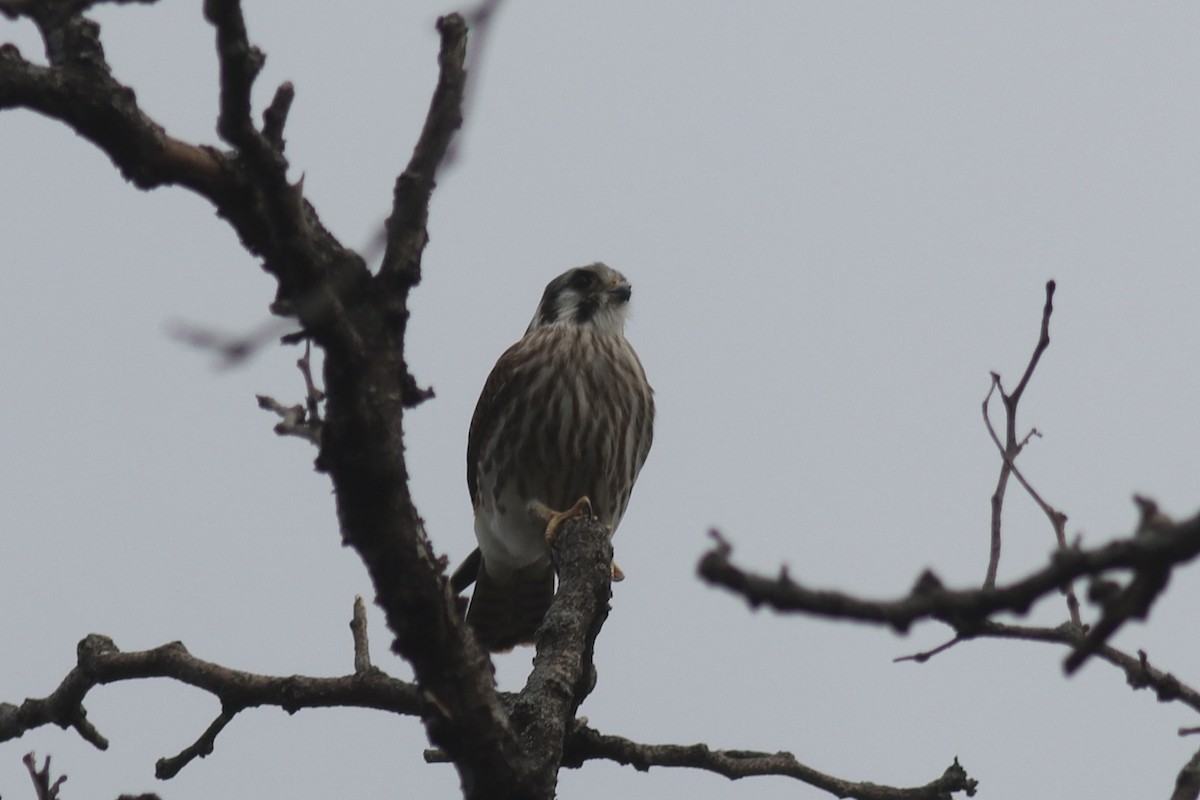 American Kestrel - ML610005086