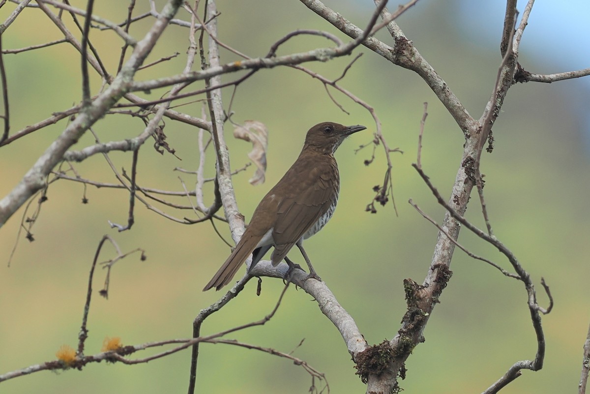 Marañon Thrush - ML610005091