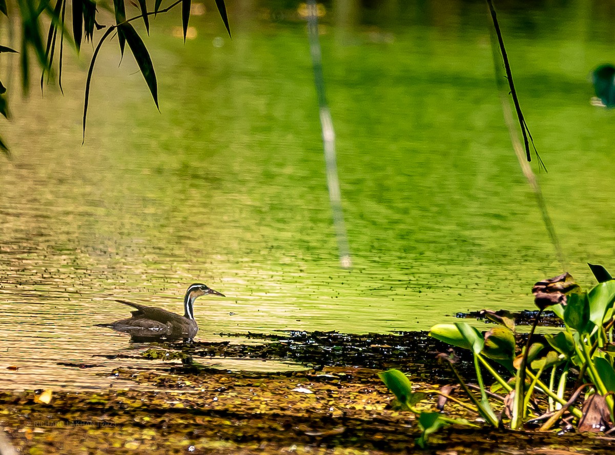 Sungrebe - ML610005171