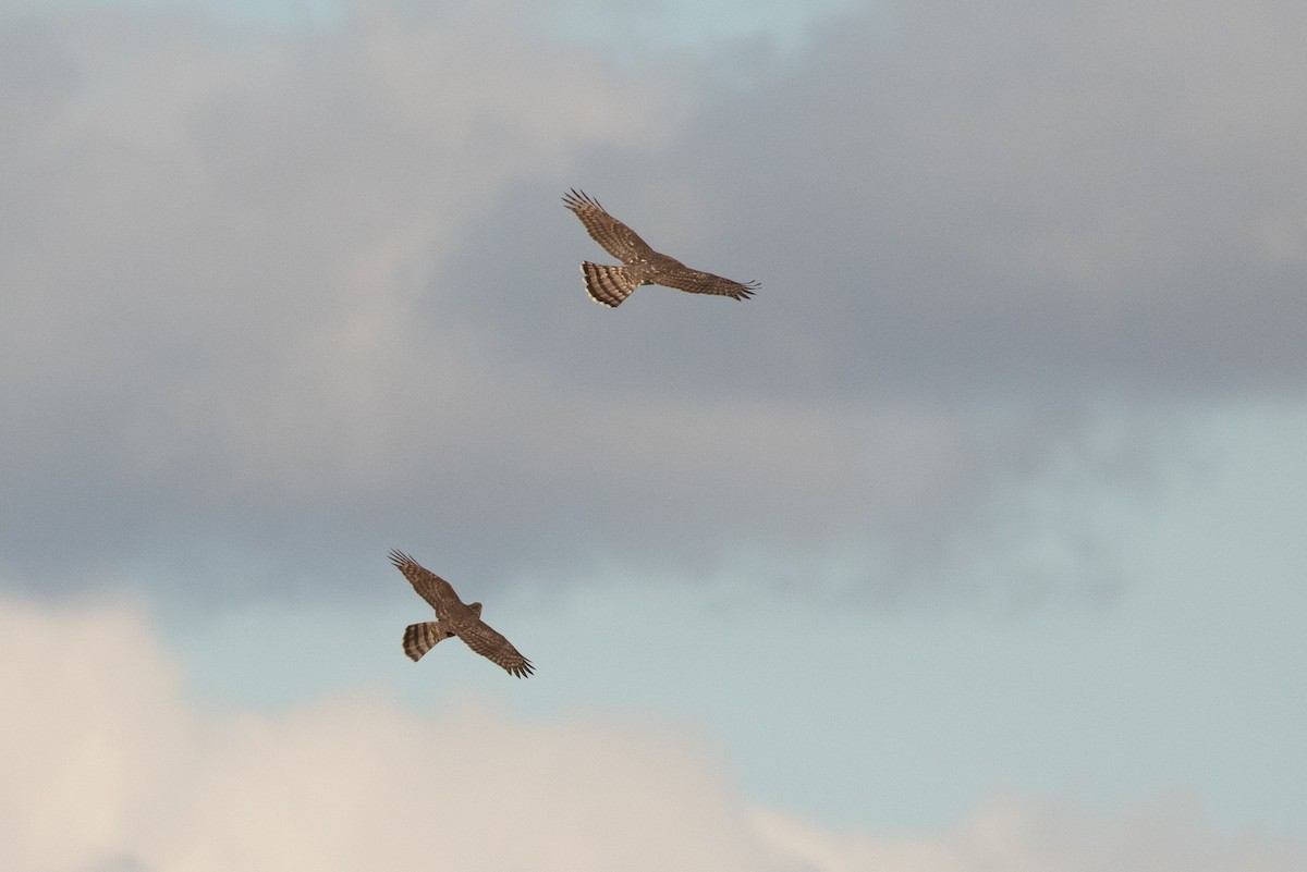 Azor/Gavilán sp.  (Accipiter sp.) - ML610005200