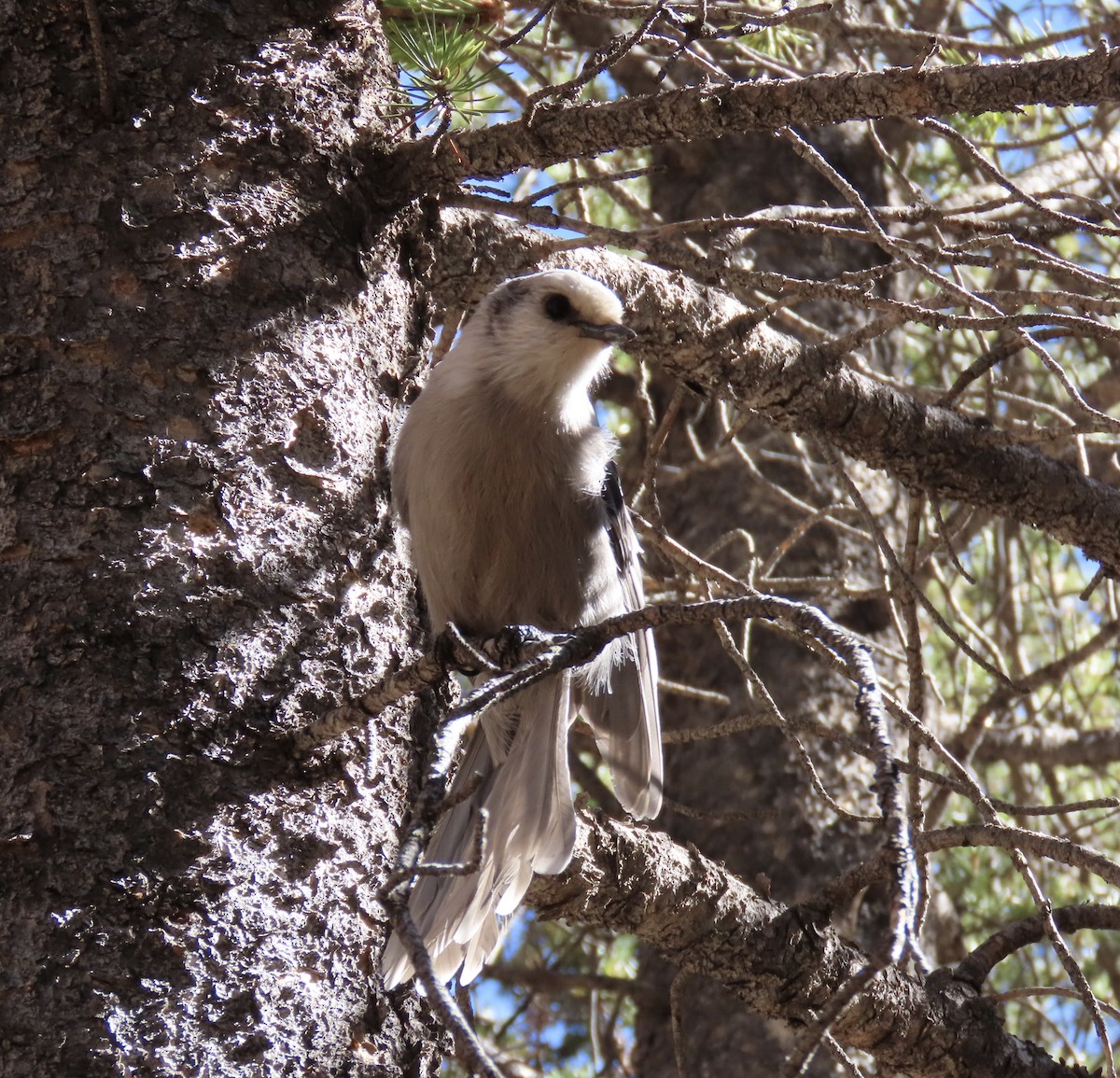 Canada Jay - ML610005209