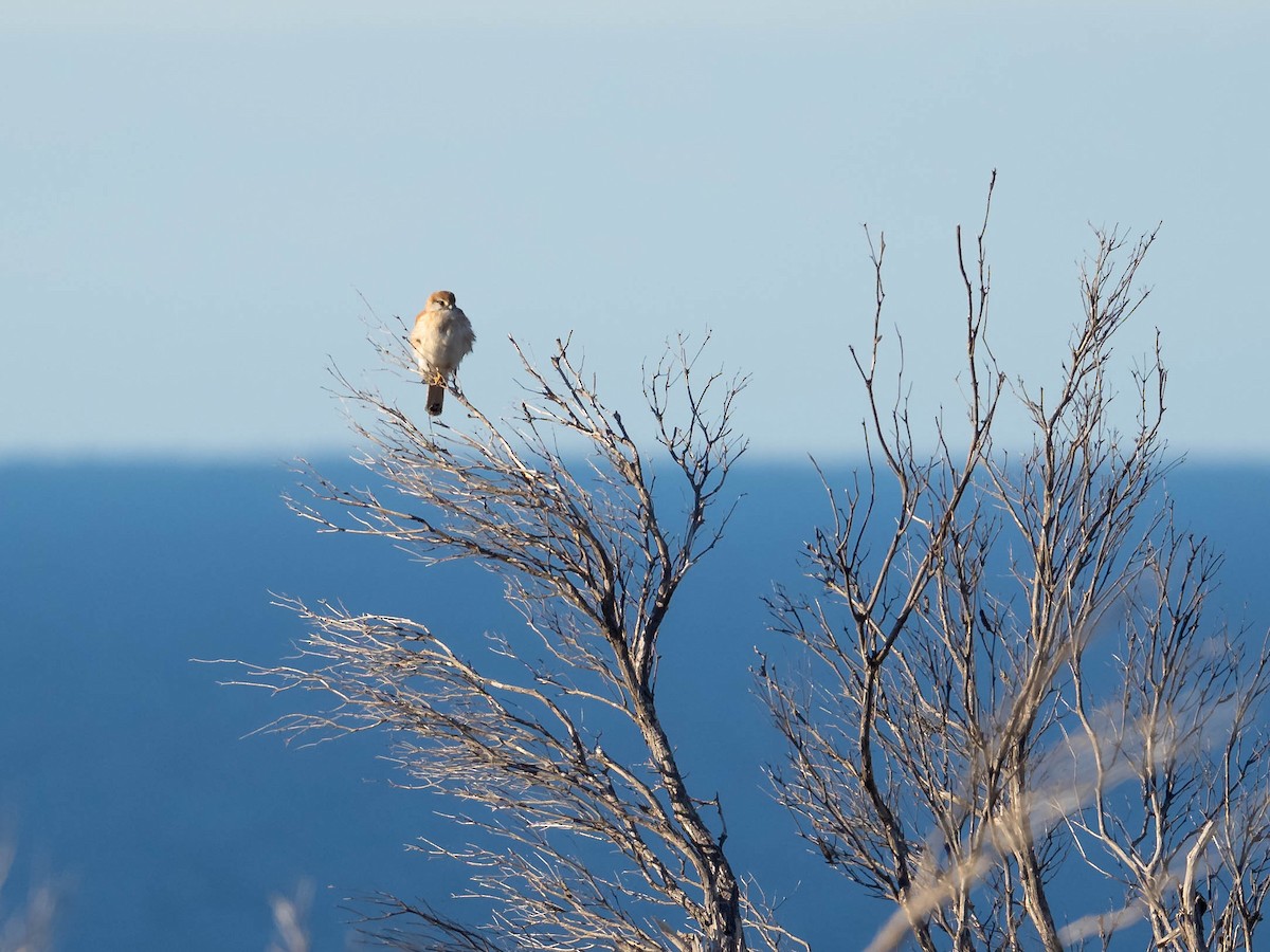 Nankeen Kestrel - ML610005250