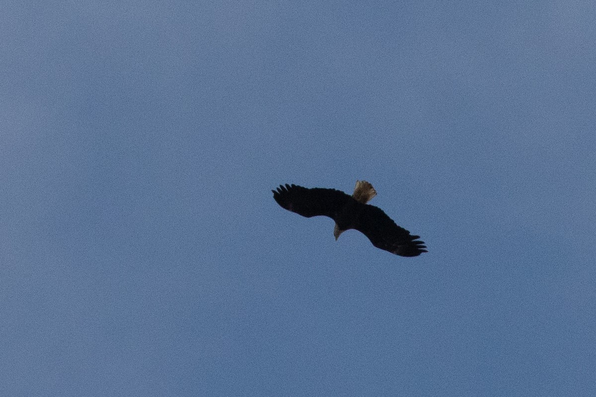 Weißkopf-Seeadler - ML610005258