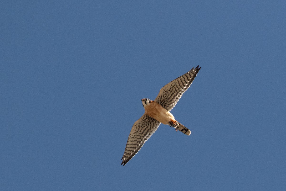 American Kestrel - ML610005291