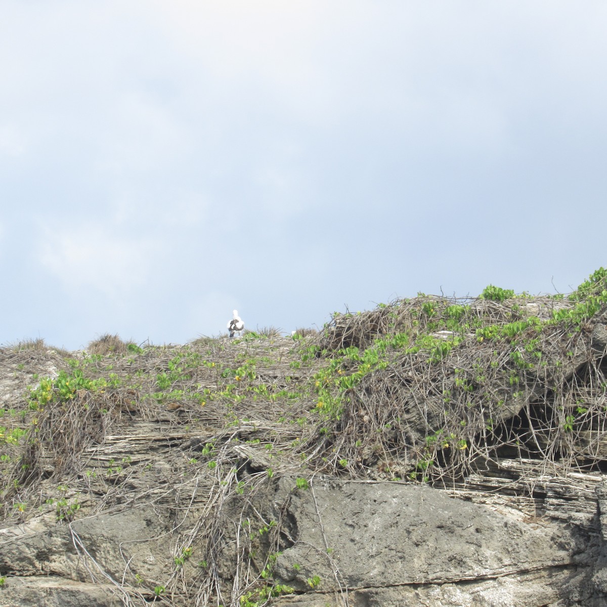 Masked Booby - ML610005341