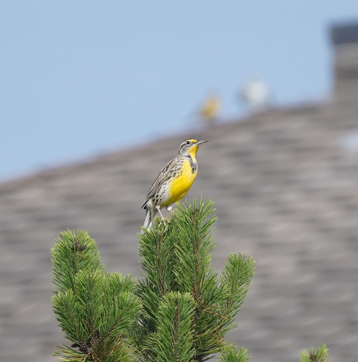 Western Meadowlark - ML610005353