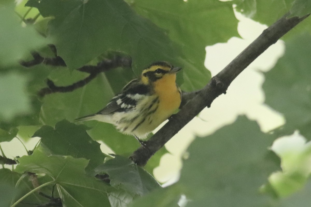 Blackburnian Warbler - ML610005358