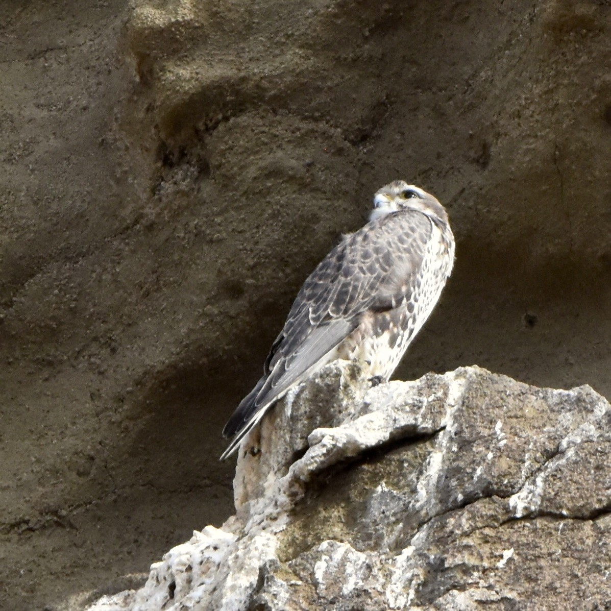 Prairie Falcon - ML610005392