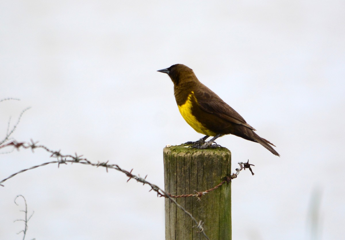 Brown-and-yellow Marshbird - ML610005401