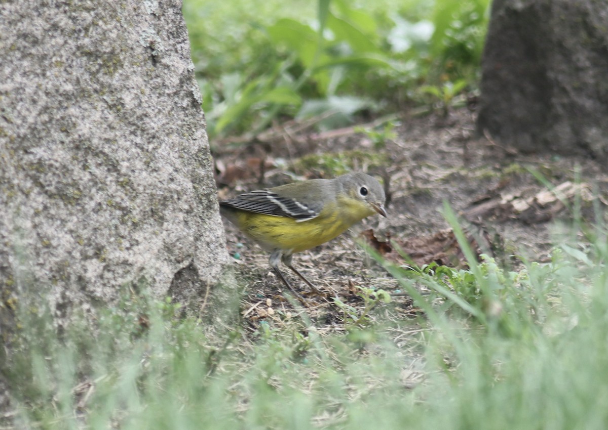 Magnolia Warbler - ML610005421